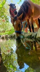 belen coban sofrasi071